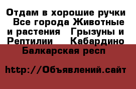 Отдам в хорошие ручки - Все города Животные и растения » Грызуны и Рептилии   . Кабардино-Балкарская респ.